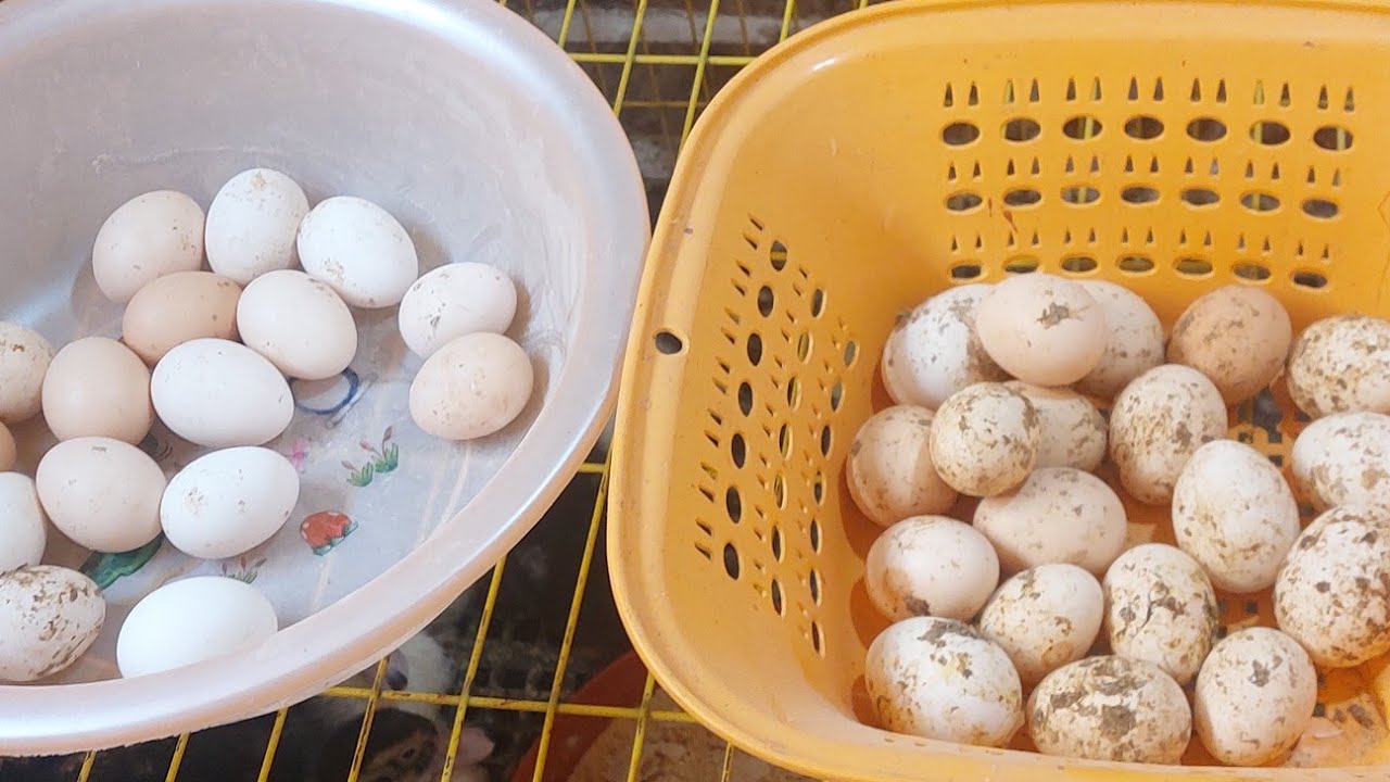 جوله عند الطيور 🐓تعالوا نجمع بيض الفراخ البلدي👌🏻👌🏻 ونفرح الولاد باحلي بسكوت للعيد 🥚🥚