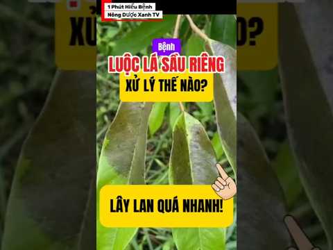 Cách Xử lý Bệnh LUỘC LÁ Sầu Riêng Gây Hại Mùa Mưa. #kythuattrongsaurieng