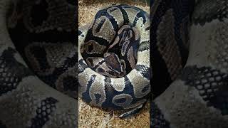 Normal 100% Het Pied  POV #ballpython Profile