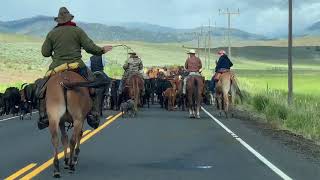 Eastern Oregon Ranchers and cattle