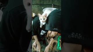 Rese Kalo Udah Laper #kucing #masak #cat
