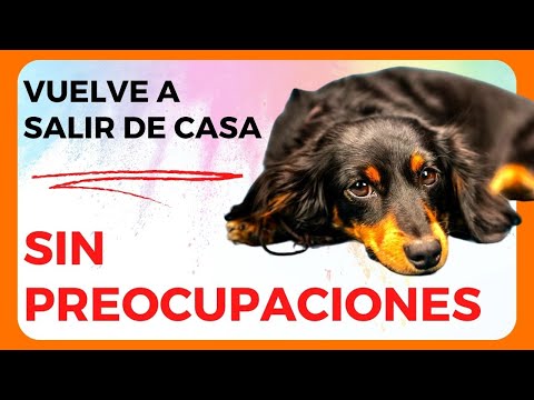 Vídeo: Por I Ansietat Dels Gossos: Com Calmar Un Gos Ansiós