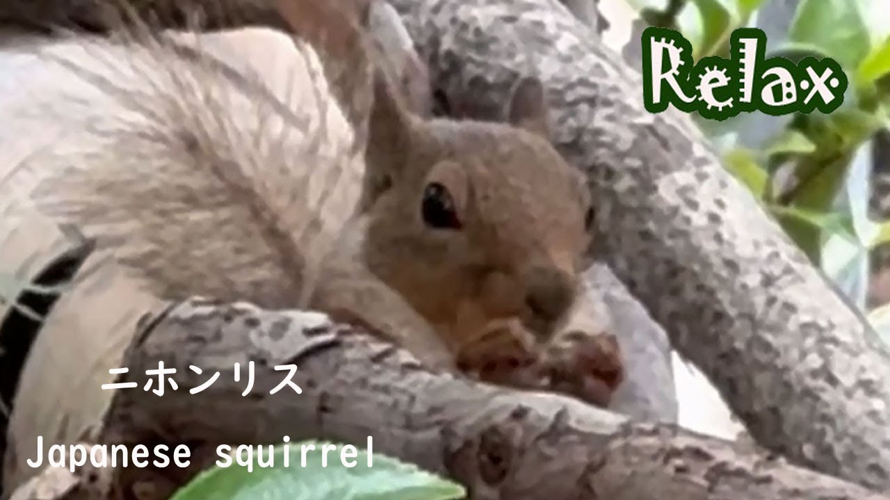 ちょこまか可愛い ニホンリス cute Japanese squirrel - YouTube