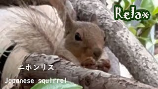 ちょこまか可愛い ニホンリス cute Japanese squirrel - YouTube