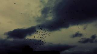 Video thumbnail of "BLACKBIRD BLACKBIRD / BLIND"