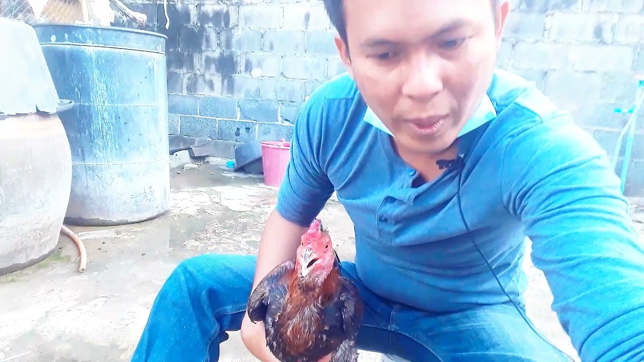 ไก่กระเพาะไม่ย่อย รักษาได้ง่ายๆ