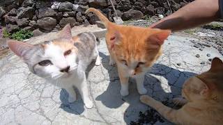 路地裏の空地に行ったら野良猫の溜まり場だった