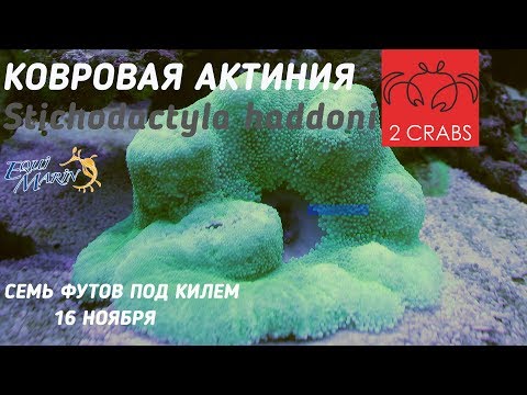 Посылка. Ковровая актиния. Stichodactyla haddoni.