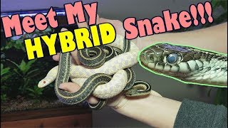 How to Identify Garter Snakes!