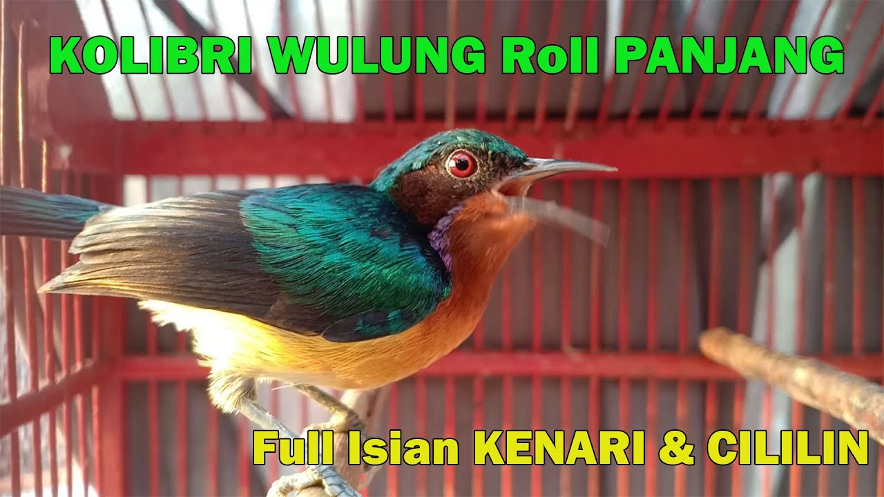 KOLIBRI WULUNG Roll PANJANG Full Isian KENARI & CILILIN