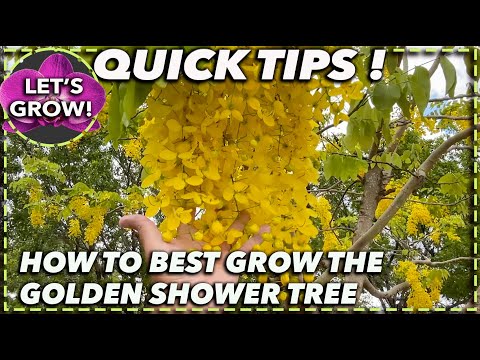 Video: Propagating Cassia Golden Shower Trees - Alamin ang Tungkol sa Golden Shower Propagating