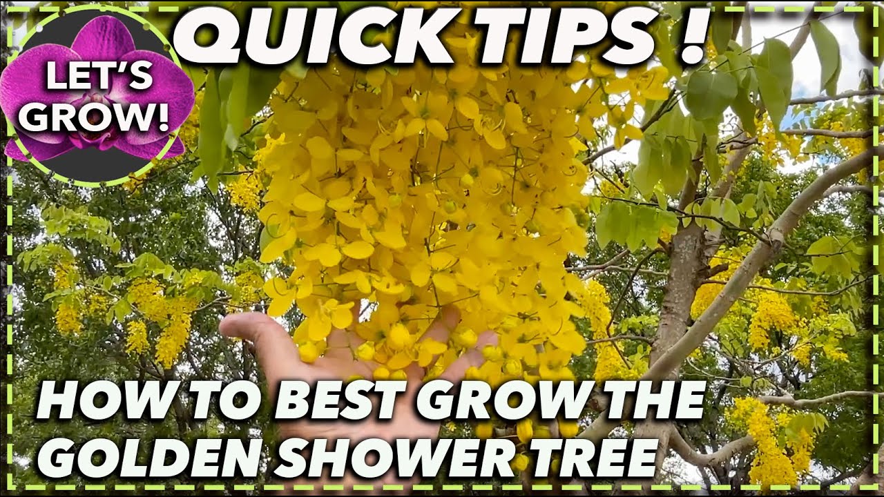 HOW TO GROW GOLDEN SHOWER TREE 