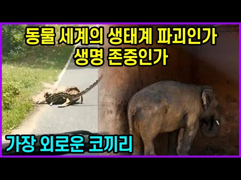 동물 세계의 <strong>생태계</strong> 파괴인가 생명 존중인가 “가장 외로운 <strong>코끼리</strong>”