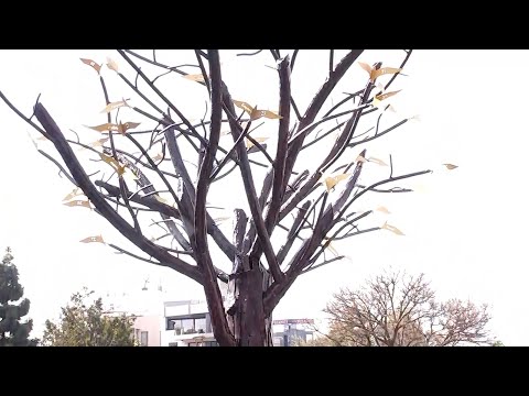Τέμπη: «Το Δέντρο