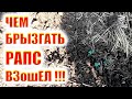 ПО ВСХОДАХ РАПСА ЗАБИРАЕМ ПШЕНИЦУ, ВНОСИМ БОР, ОСТАНАВЛИВАЕМ В РОСТЕ