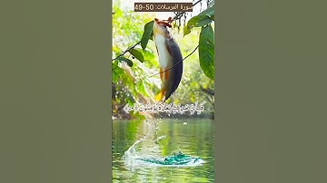 Surah Al-Mursalat:49-50 سورة المرسلات सूरह अल-मुर्सलात সূরা মুরসালাত #allah #allahﷻ #muhammadﷺ