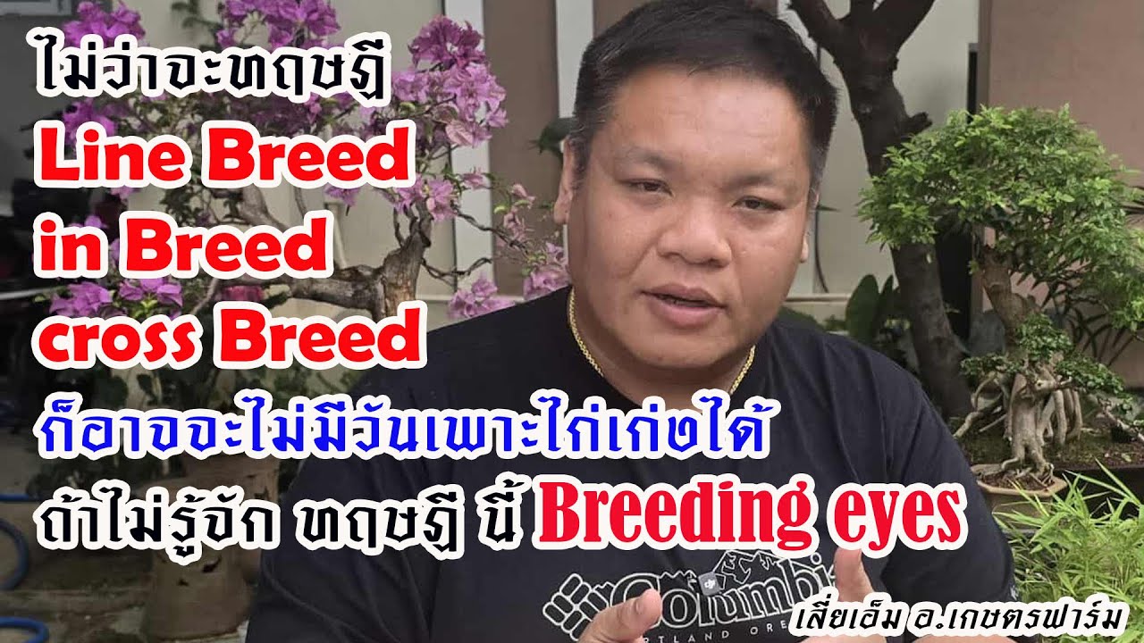 จะทฤษฎีLine Breed in Breed crossBreed ก็อาจจะไม่มีวันเพาะไก่เก่งได้ถ้าไม่รู้จัก ทฤษฎี  Breeding eyes