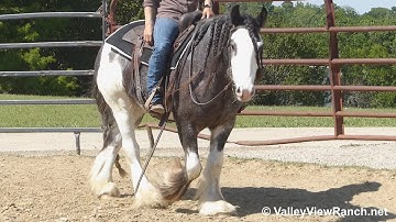 Bandera Dublin Balladeer - walk, jog, lope, stops! - ValleyViewRanch.net