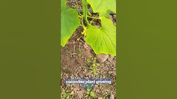 growing cucumbers at greenhouse #shorts #agriculture #farming