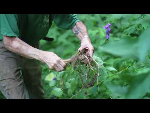 Rover Bellflower (Campanula rapunculoides)