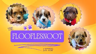 FLOOFLE your fancy? SNOOT no further - adopt a Flooflesnoot today before they’re all booped up!