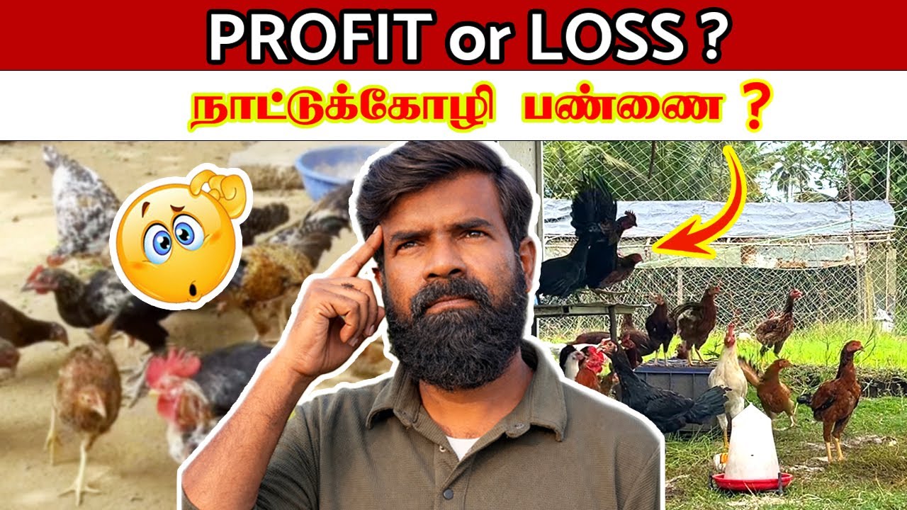 நஷ்டம் ஆகாம கோழி பண்ணை தொடங்க வேண்டுமா? ஆலோசனை இங்க 👇| TAMIL | GUNA NATTUKOZHI PANNAI