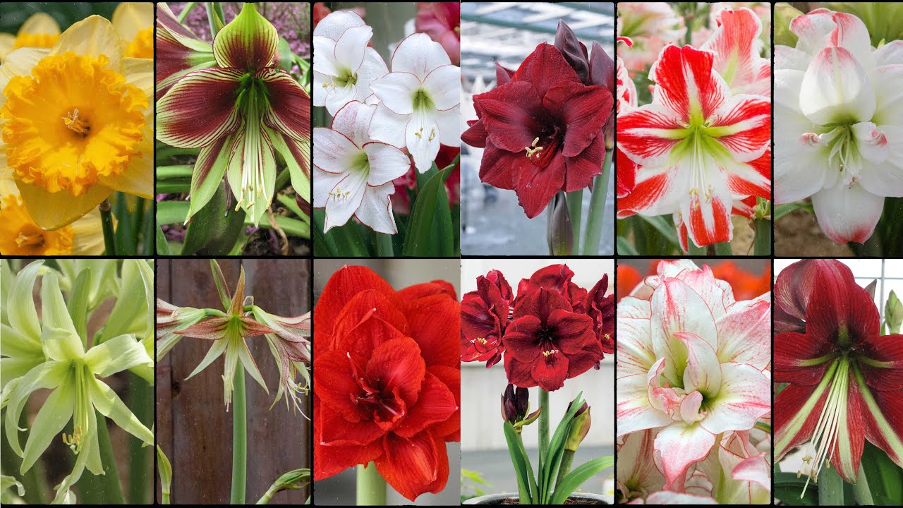 AMARYLLIS FLOWER VARIETIES - Plants Weekly