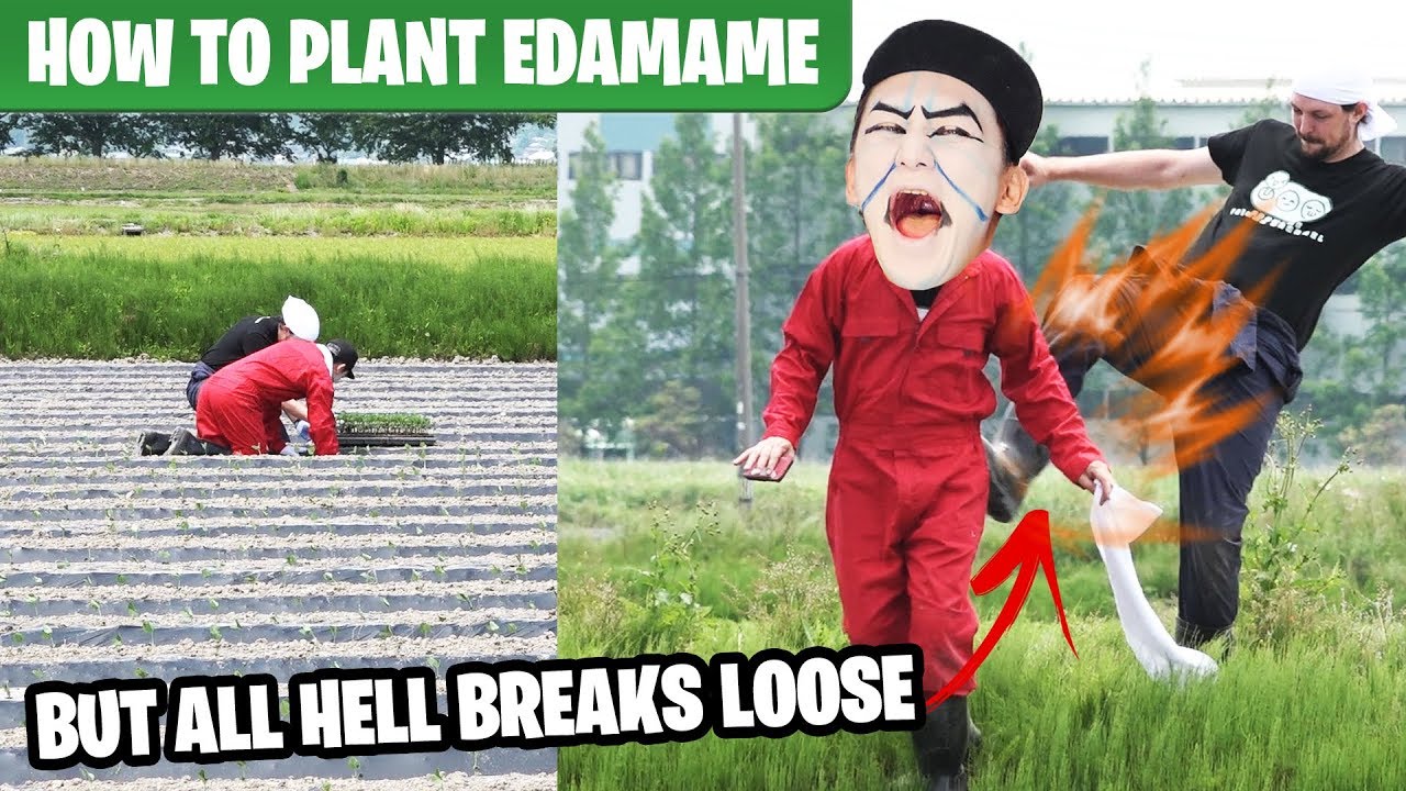 How to grow EDAMAME🍃 