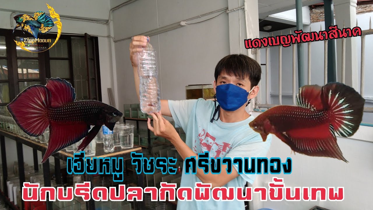 บุกบ้านเฮียหมู วัชระ ศรีขวานทอง     นักบรีดปลากัดพัฒนาขั้นเทพ