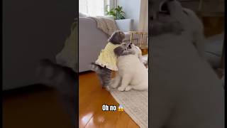 Scottish Fold Bullies a Norwegian Forest Kitten...Until Dad Shows Up