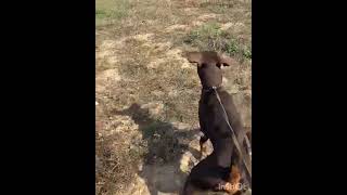 Doberman Temel Itaat Eğitimi Ve Koruma Eğitimi