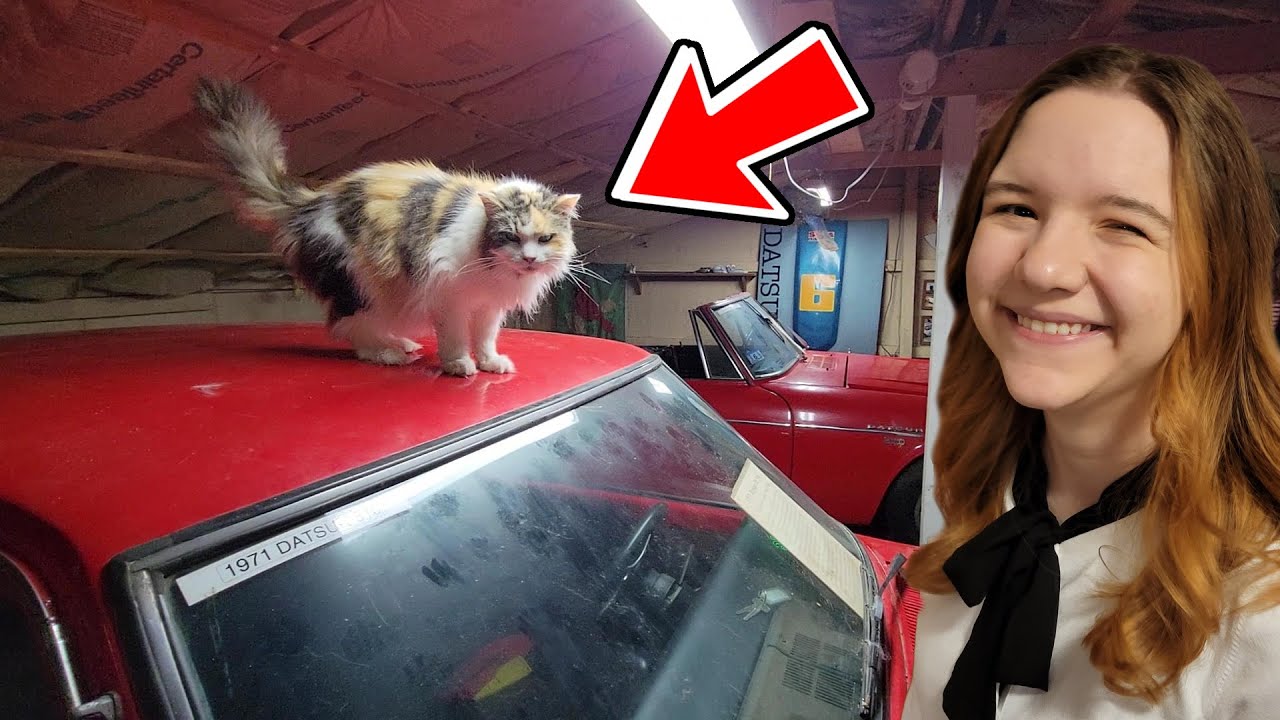 THE CAT ON THE CAR. (CUTE)