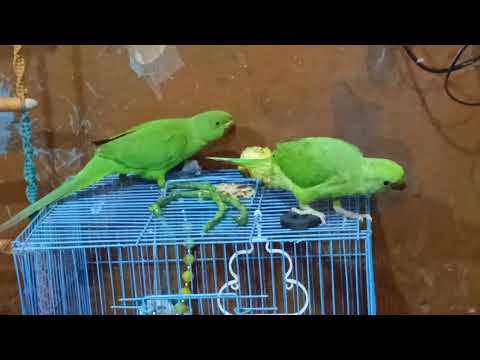 Mera mitthu khana kha raha hai#trending #parrot #dimpleyadav #trending #@dimpalyadav-v9h