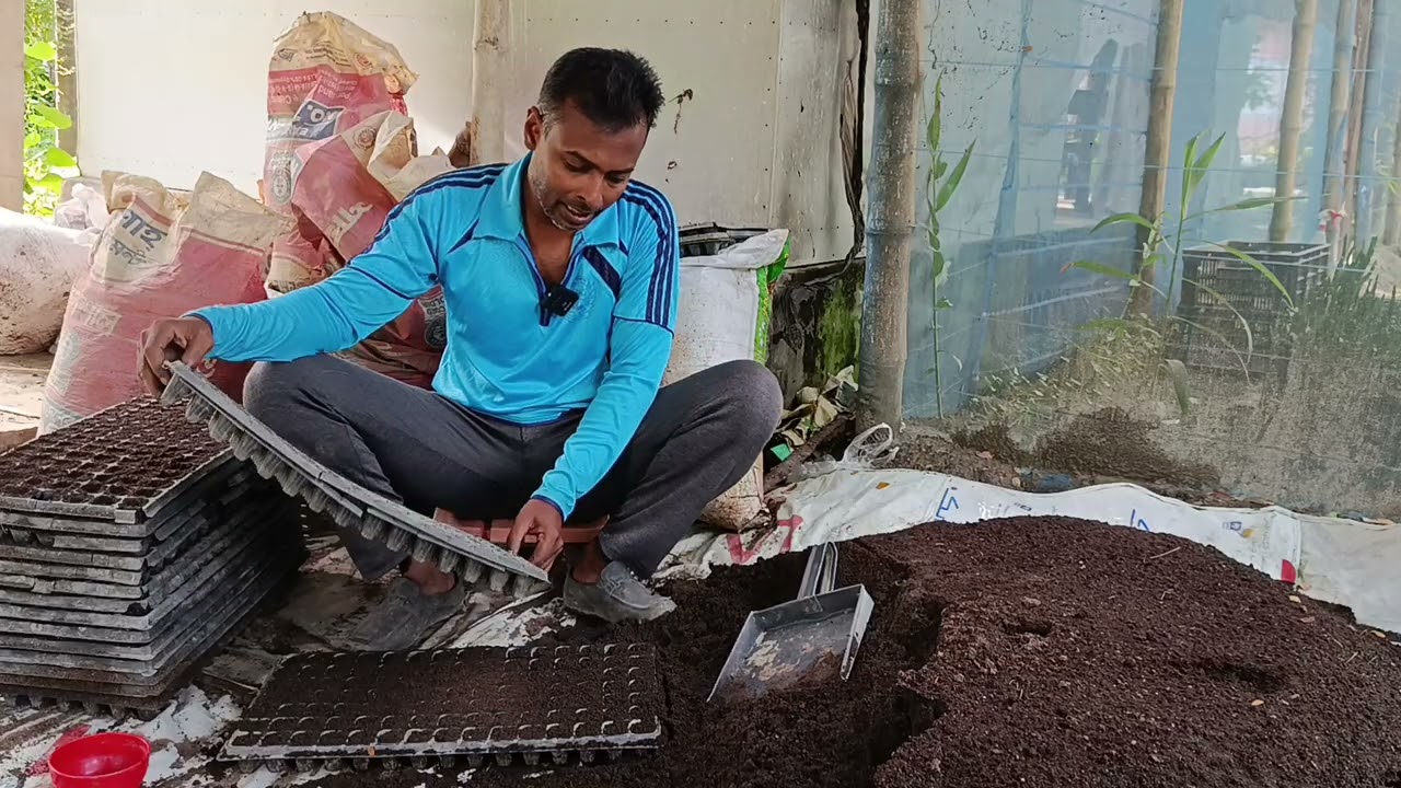কোকোপিট দিয়ে ট্রে'তে সব্জির চারা উৎপাদন 