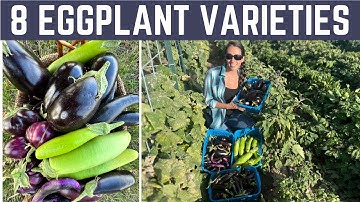 Eggplant Varieties That We Grew In A Northern Climate