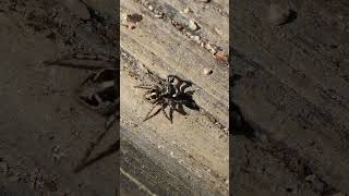 Twin-flagged Jumping Spider rotates in a circle Twin Flagged Jumping Spider Bite