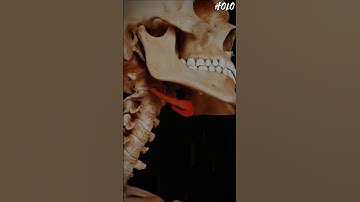 The Bone That Doesn’t Connect to Any Other Bone #shorts #facts