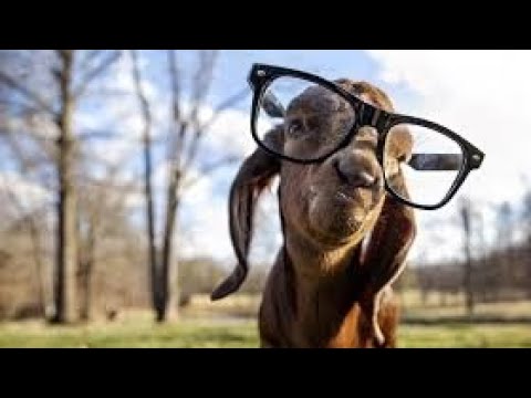 New Talha Name Ringtone Funnyringtone 