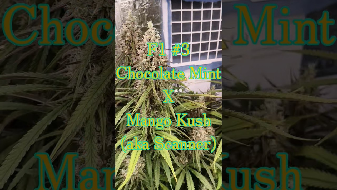 F1 #3 Chocolate Mint OG X Mango Kush (Scanner)