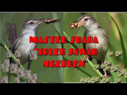 Inilah suara PANCINGAN CIBLEK paling cepat nyaut dan menjadikan ciblek gacor.