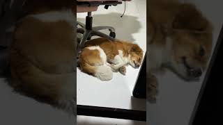   Below  feed shorts doglover puppy love pets cute bestfeed cutedog doggo