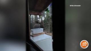 MOOSE PLAYS WIND CHIMES