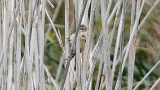Reed Wren Rap Battle | Carolina Wrens Singing