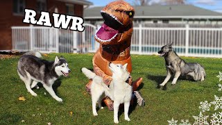 I Pranked My Dog With a T-Rex Costume and She LOST IT!  Funny Dogs React!