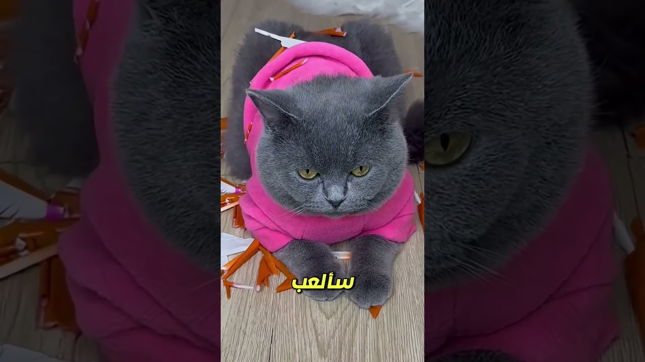 كيتي تقابل صديقها الجديد… لكن من بالون 😂🐾