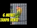 ngekek 6 menit tanpa jeda Lovebird untuk merangsang lovebird lain Ngekek panjang