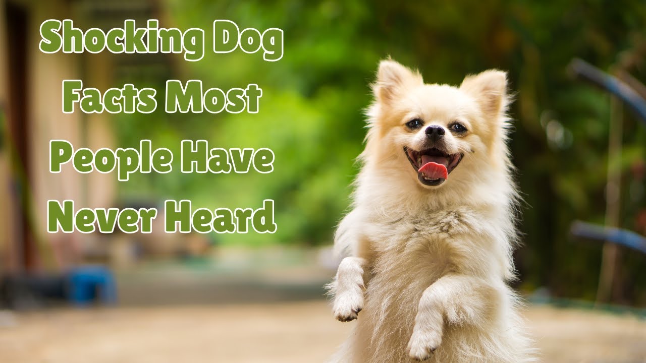 Shocking Dog Facts Most People Have Never Heard