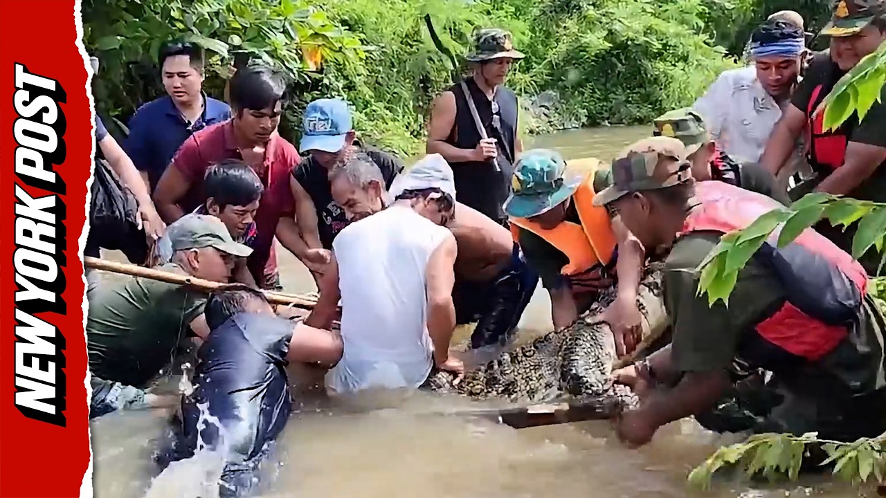 Dramatic Rescue: 220-Pound Crocodile Captured from Floodwaters in Cambodia