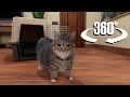 W&amp;W - OIIA OIIA Cat in 360/VR