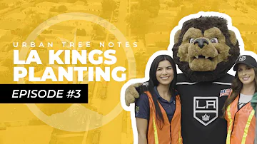Urban Forestry in California with the LA Kings | One Tree Planted